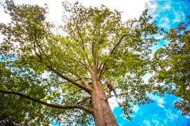 Best Lawn Grading and Leveling  in Los Altos, CA