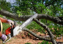 Reliable Los Altos, CA Tree Care Solutions