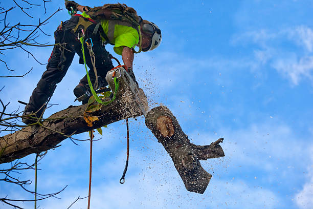 Best Hedge Trimming  in Los Altos, CA